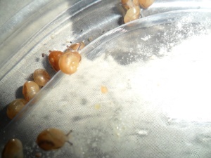 baby snails
